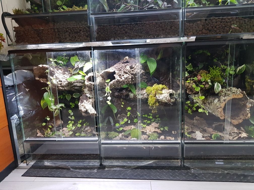 Terrarium tropikalne aktywne biologicznie