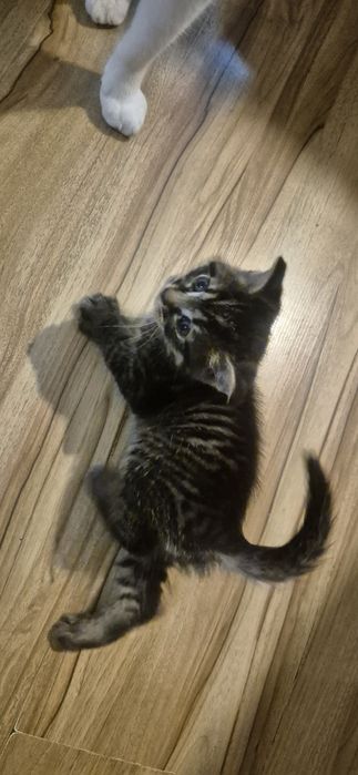 Mam do oddania małego kotka szary kotek