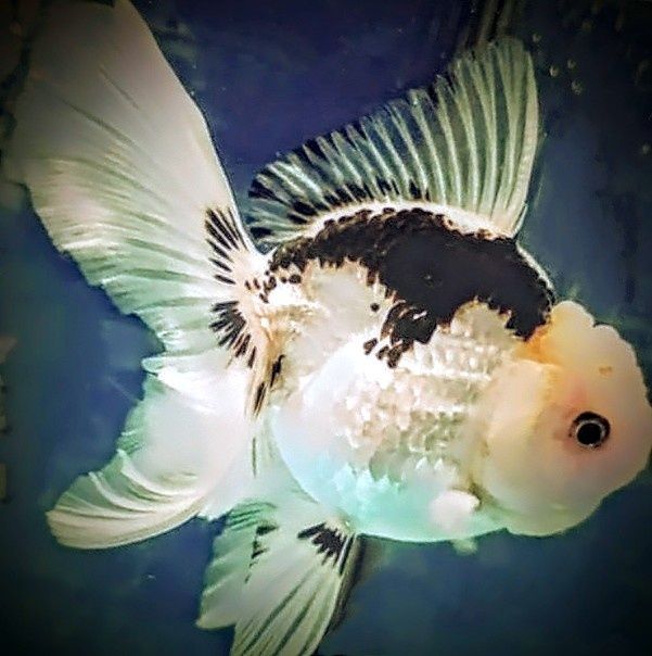 Promocja Oranda ,,Black white,, welonek welonki goldfish welon złota