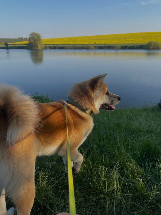 Акіта Іну, вязка