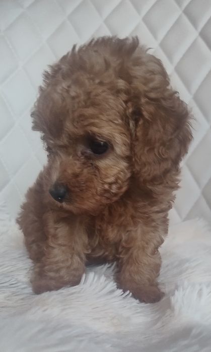 Cudna Maleńka Suczka Red Brown  - Pudel Toy - Już Do Odbioru!