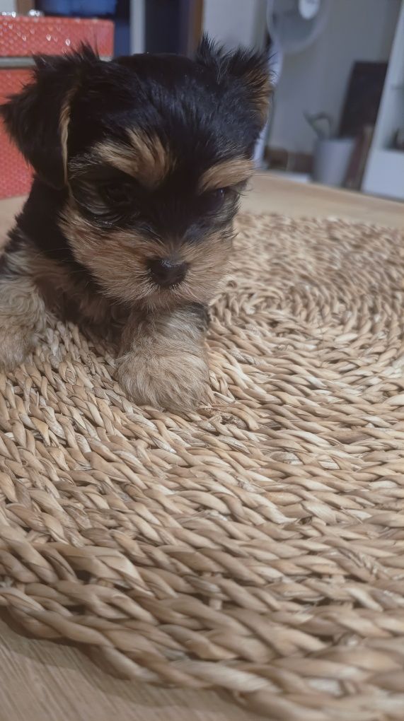 Śliczna sunia york terrier