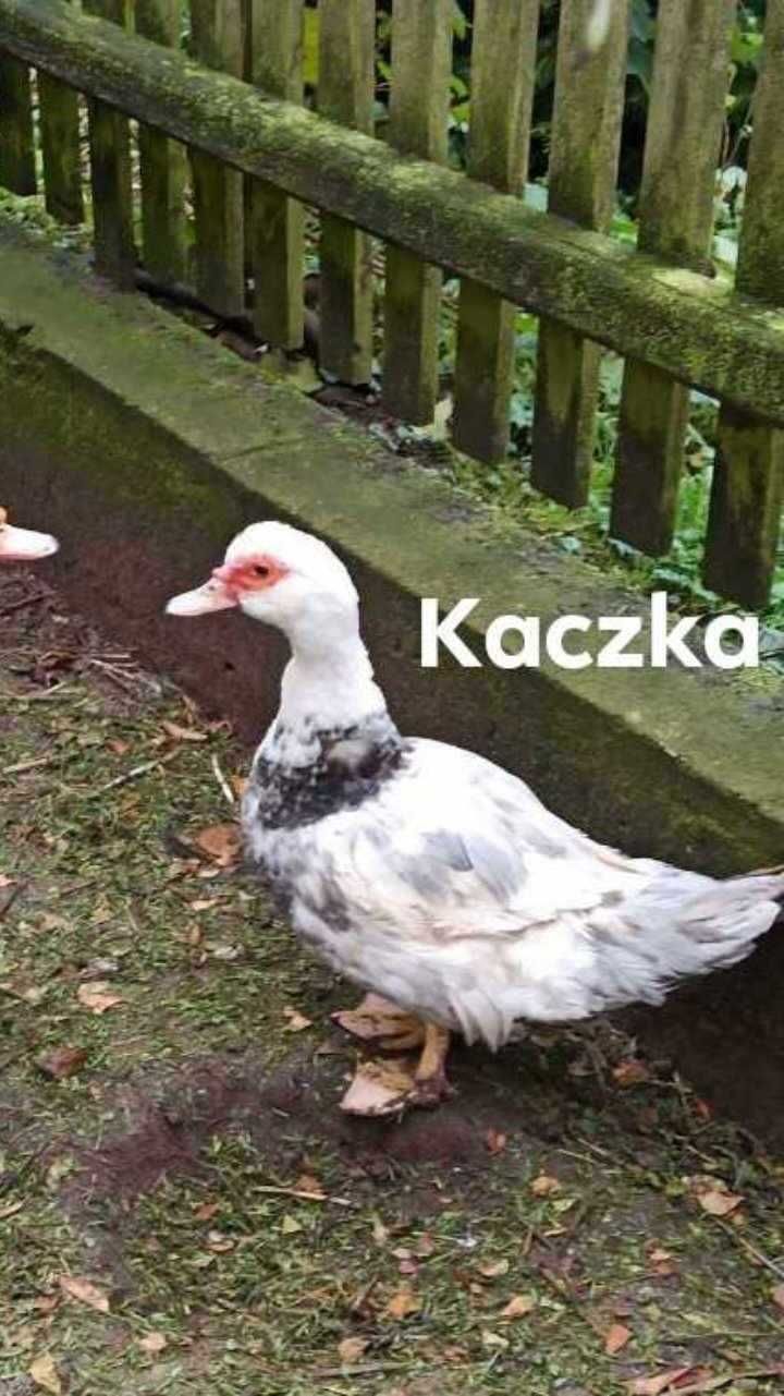 Sprzedam kaczki francuskie