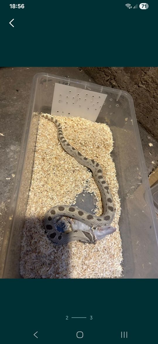 Heterodon samiec
