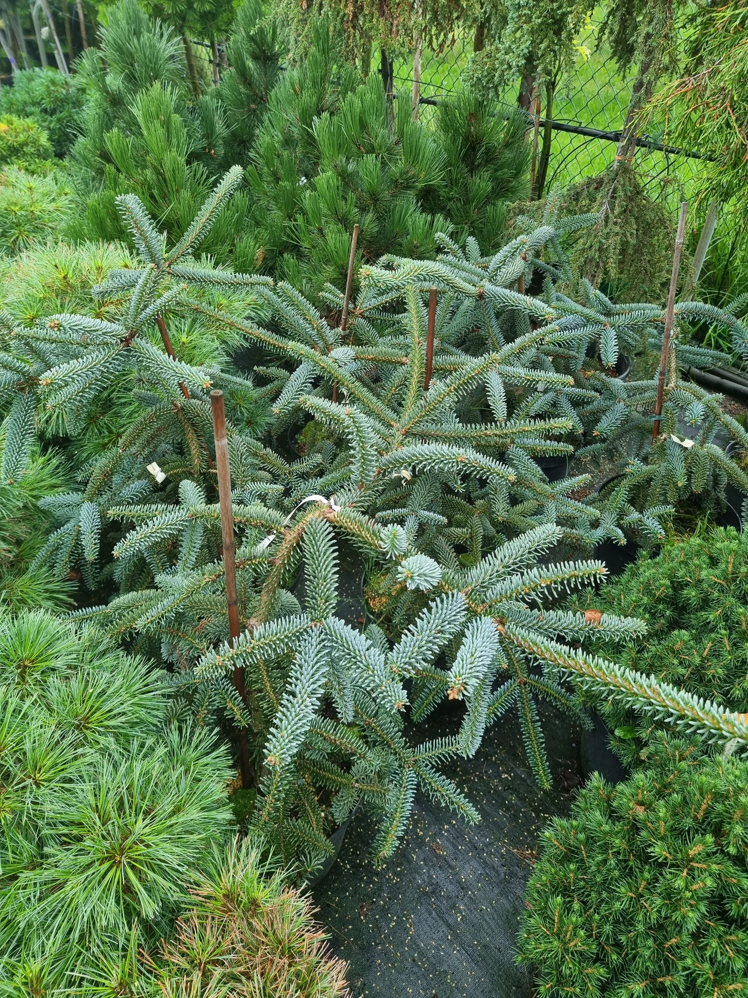 Krzewy formowane Niwaki BONSAI