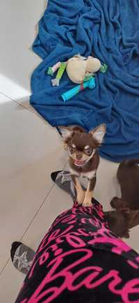 Chihuahua dziewczynka FCI