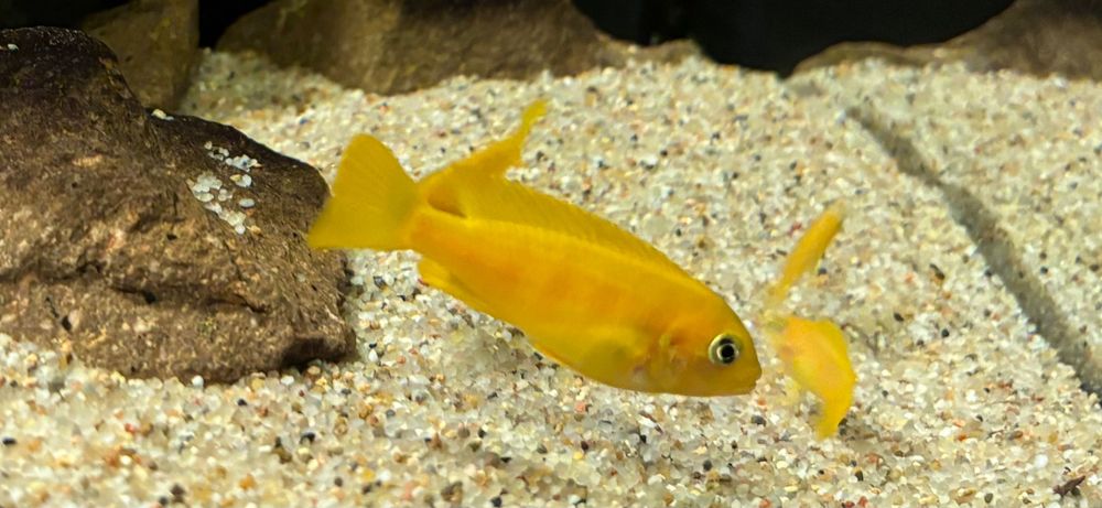 Chindongo saulosi - pyszczaki z Malawi