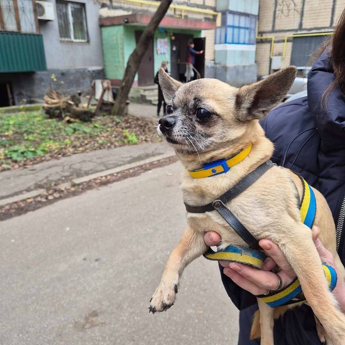 Чихуашка мальчик