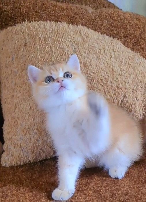 Наша красотка станет вашей золотая шиншилла