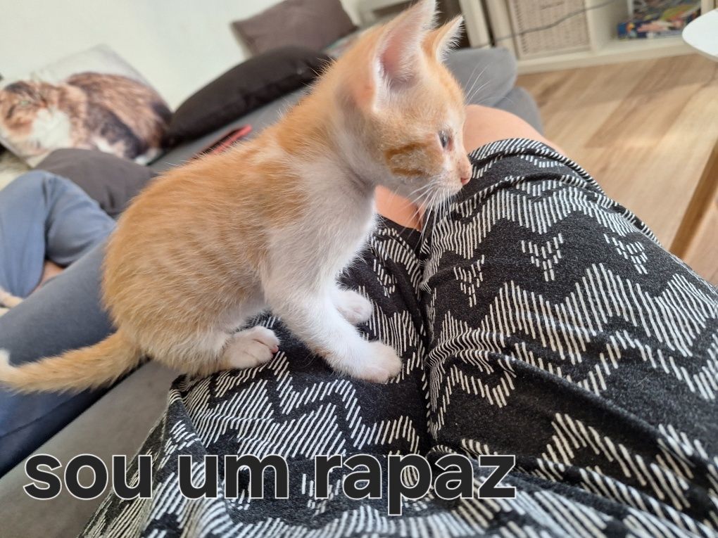 Gatinhos bebés adopção responsavel