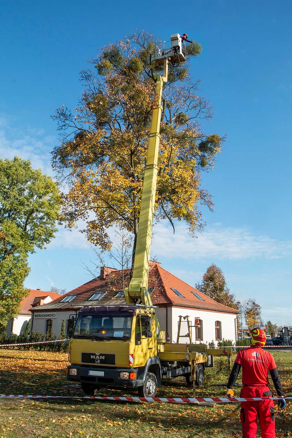 Wycinka pielęgnacja drzew, wycinanie, przycinanie, czyszczenie działek