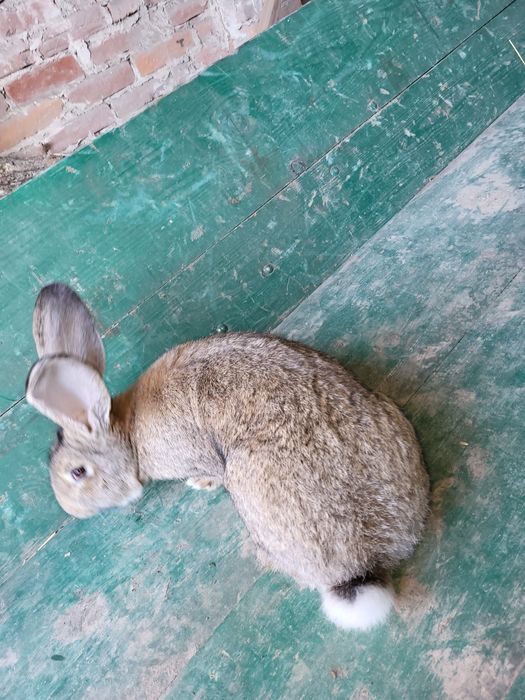 Krolik belgijski.  młode rasowe