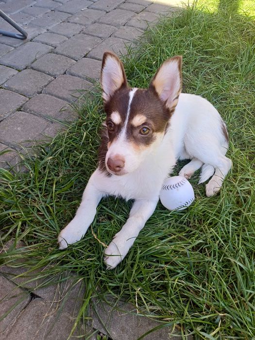 Дівчинка в добрі руки, вік 4 міс