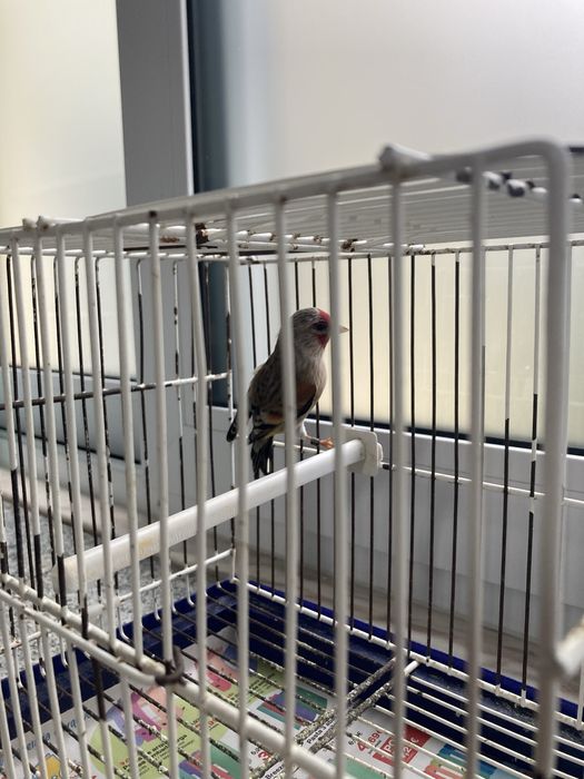 travessos híbridos machos