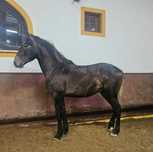 Poldro    lusitano