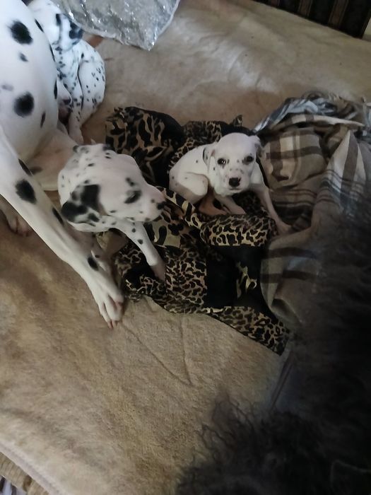 Цуценята далматина