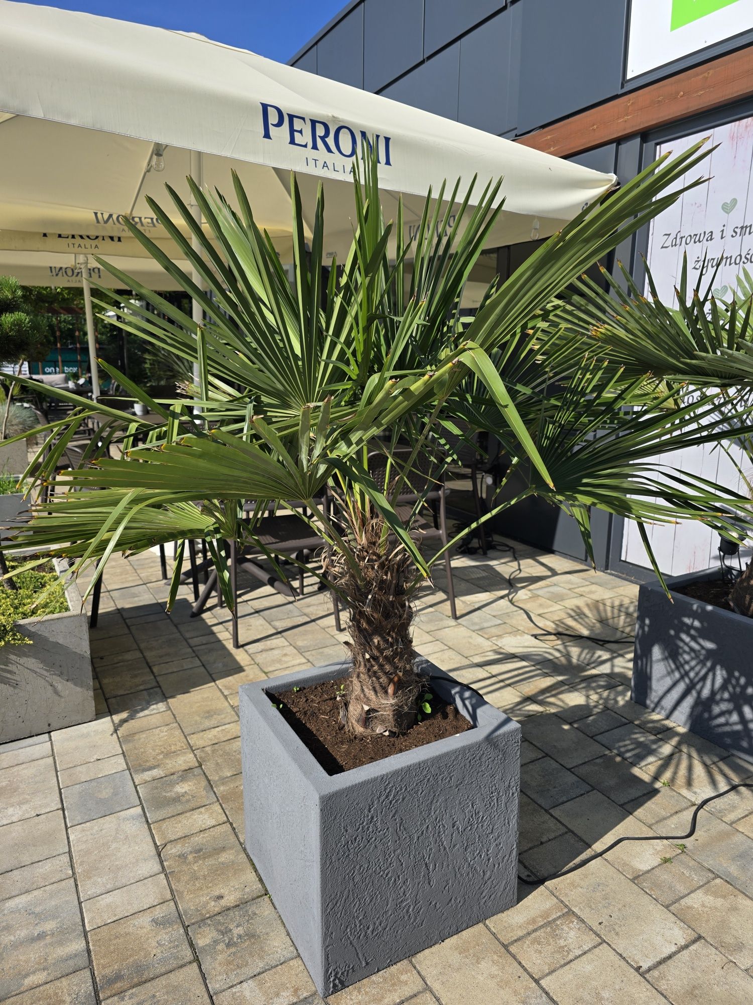 Trachycarpus Fortunei - szorstkowiec mrozoodporny