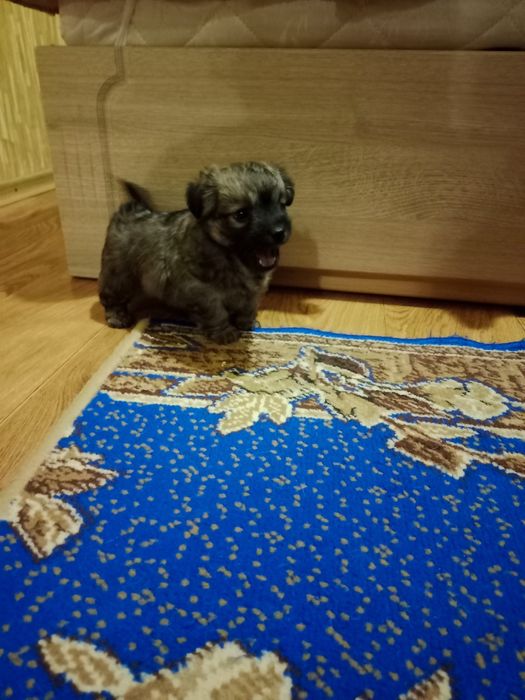 Щенок в добрые руки маленького размера как пикинес