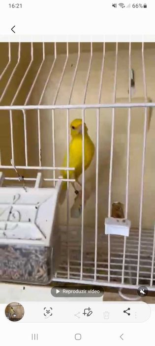 Canários irish fancy