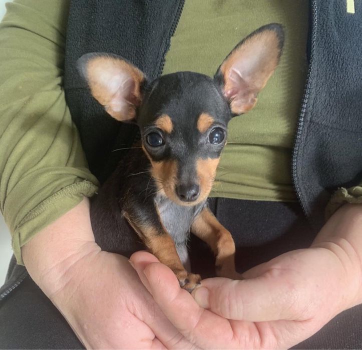 Хлопчик той-терєр