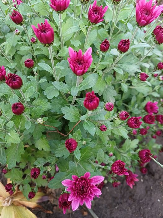 Хризантеми мультифлора