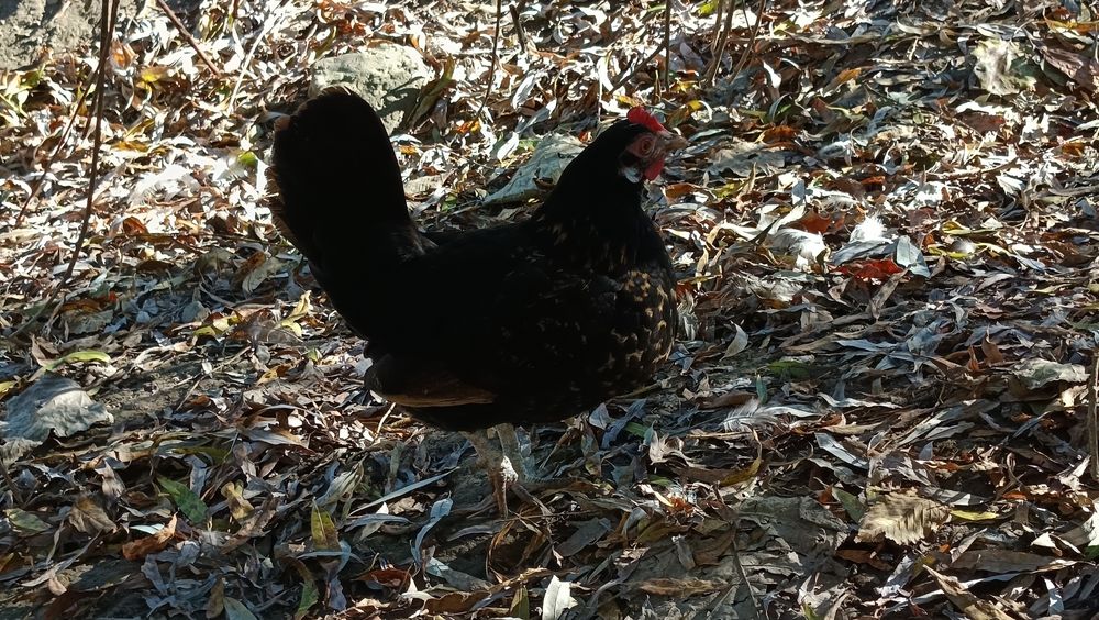 Liliputki miniaturki karzełki liliput para kura kogut lokowany loczek