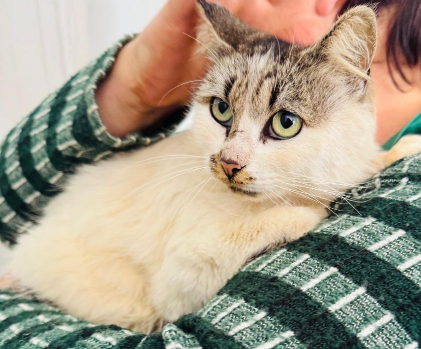 Gatinha de cerca de 2 anos