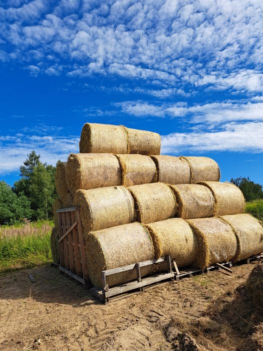 Baloty słomy dla zwierząt z transportem / słoma sucha dla zwierząt koń
