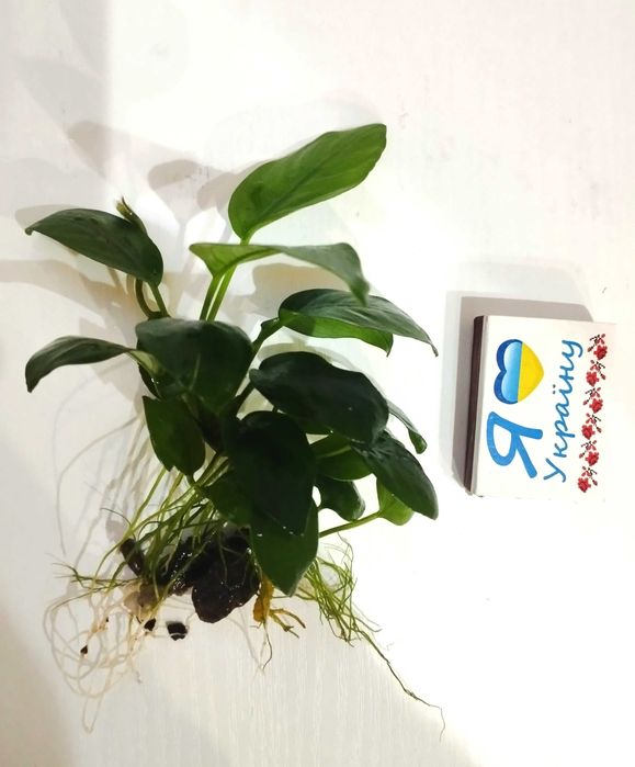 Растение для аквариума. Анубиас (Anubias).