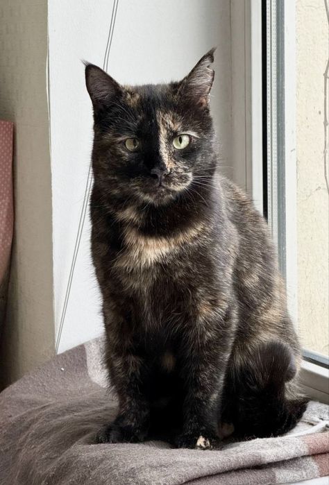 Увага Пропала киця