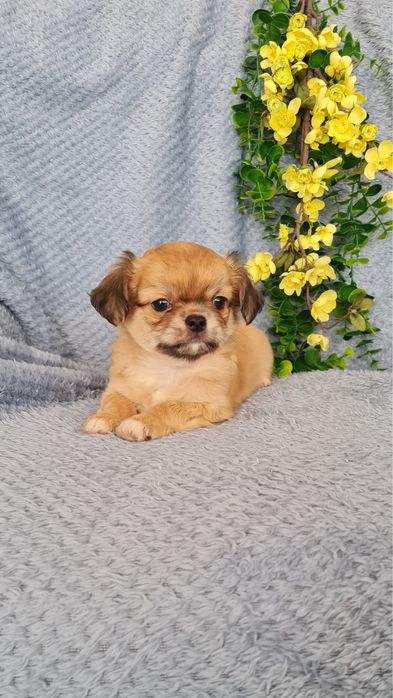 Excecional pelo longo mini Chihuahua.Chiuaua, Qualidade linhagemRussa