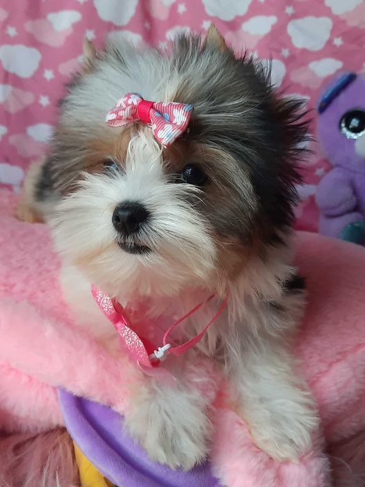 Biewer Yorkshire terrier suczka