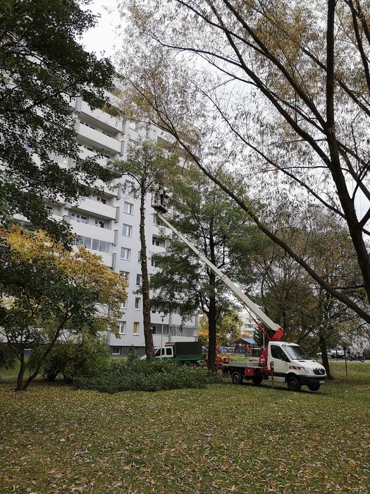 Wycinka drzew usuwanie karp wywóz karp czyszczenie działek