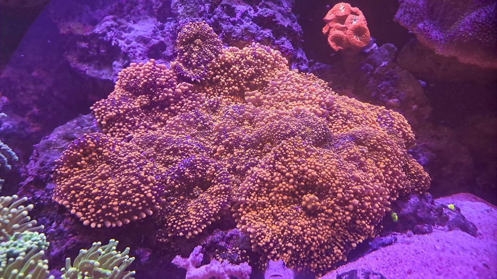 Ricordea pomarańczowa fluo akwarium morskie