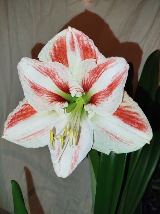 Гиппеаструм Клоун *Clown*, *Apple Blossom* , *Dancing Queen*