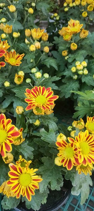 Продаю різні квіти