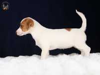 Jack Russell Terrier ZKwP FCI Suczka k.włos