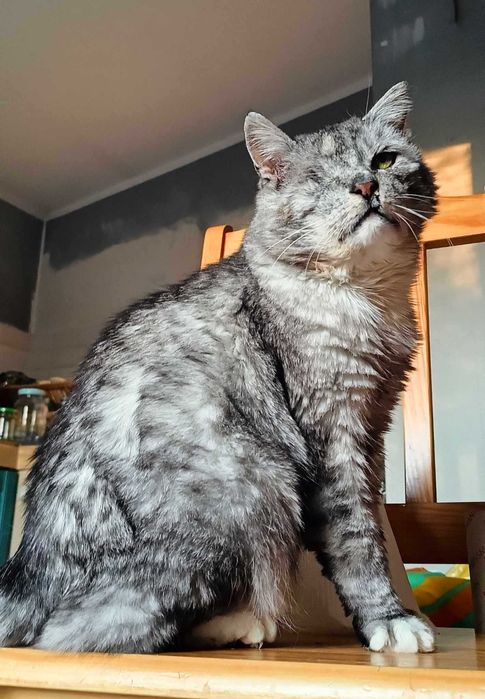 Koci sebior szuka domku