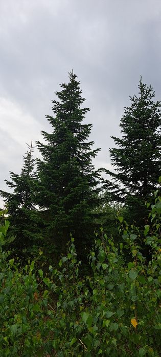 Jodła kaukaska polska plantacja