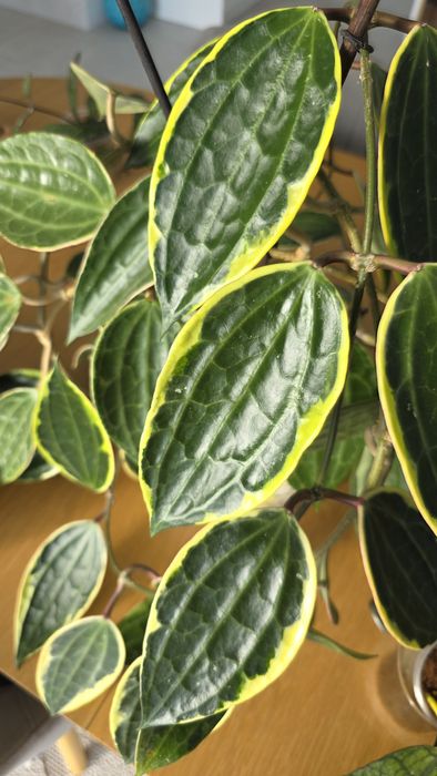 Продам Хойя Макрофила альбомаргината