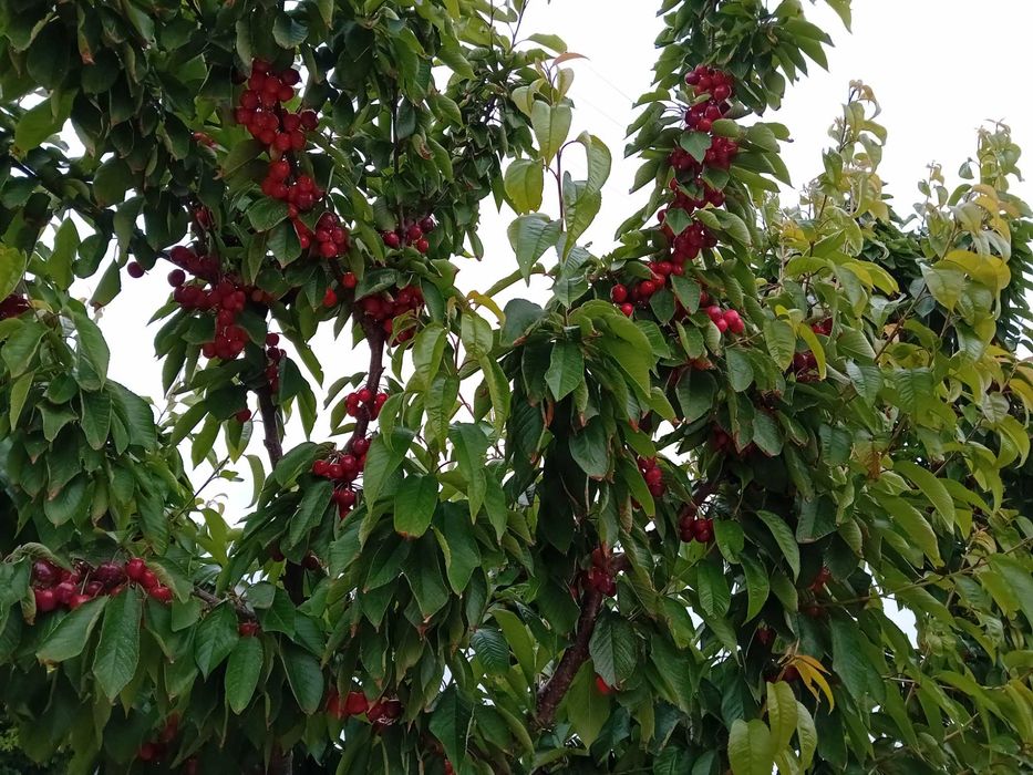 Cereja de Armamar rija de alta qualidade