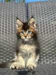 Topaz-kocurek Maine Coon
