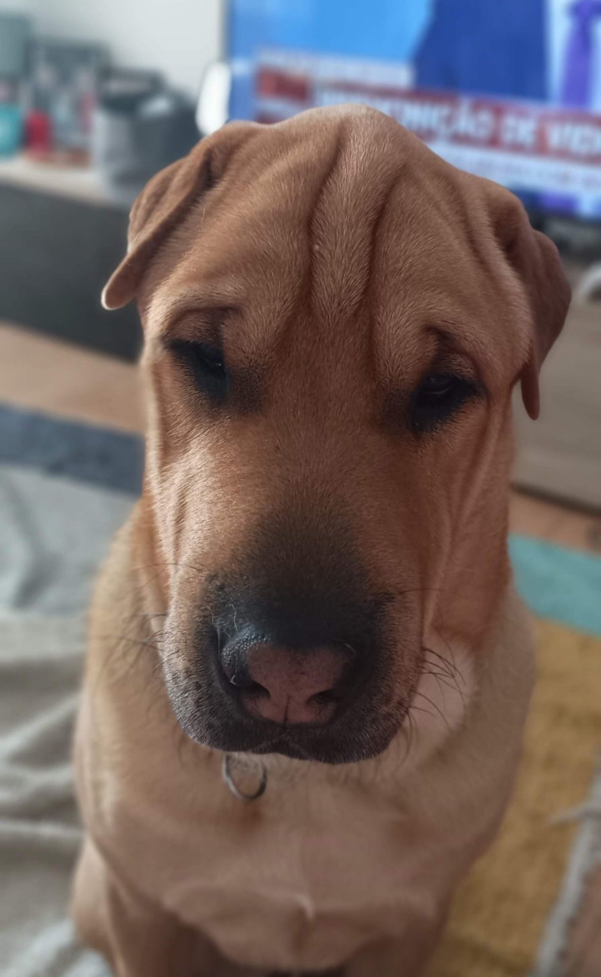 Sharpei x serra da estrela para adoção responsável