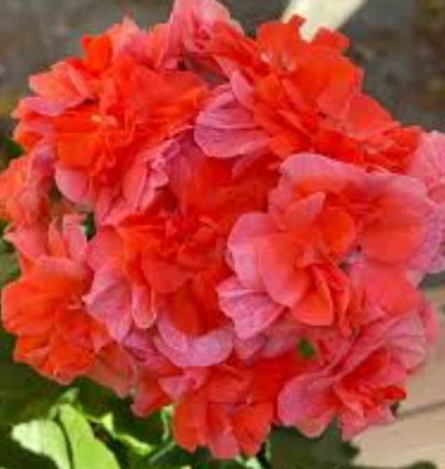 Продам хорошо укорененный черенок сортовой пеларгонии