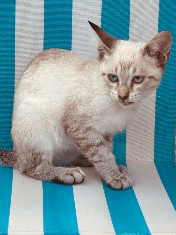Gatinha com 3 meses para adoção