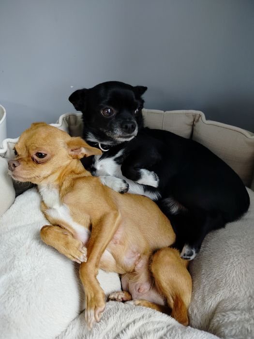 Sprzedam pieska Chihuahua krótkowłosy