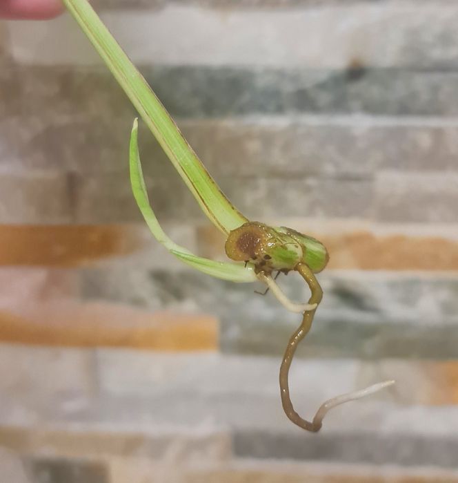 Epipremnum lava mutation