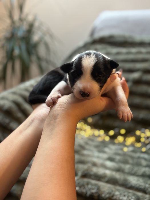 Szczeniak border collie czarno-biały z bad. genetycznymi i rodowodem)