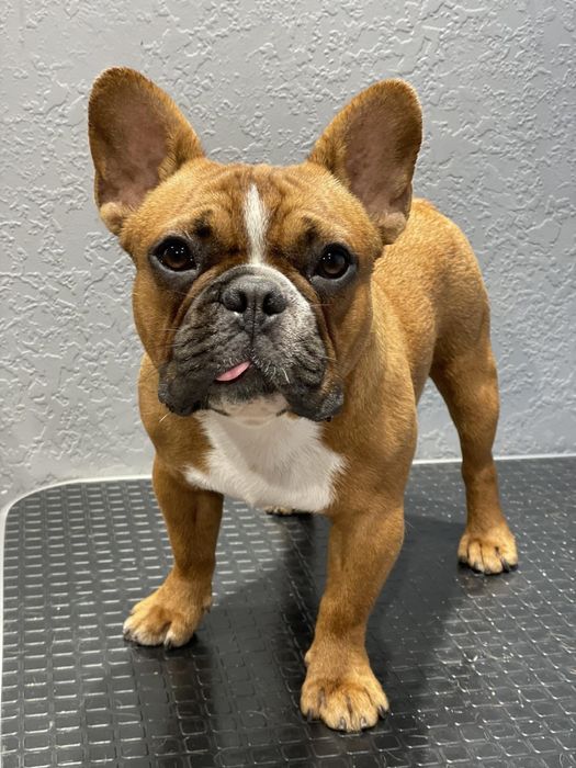 Вязка французкий бульдог