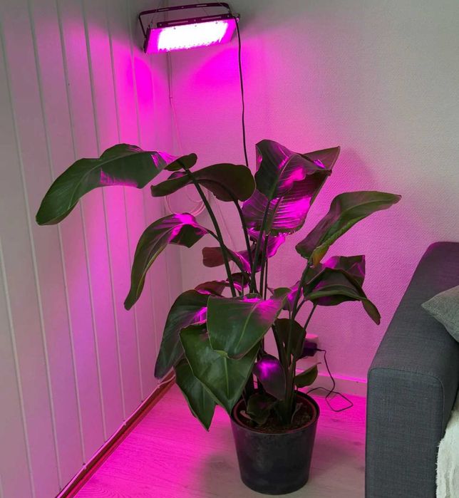 Фито лампа полного спектра 300W LED Phyto Lmp для выращивания растений